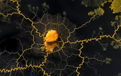 Egresados y profesores uniandinos participan en la exposición/mercado a2p del artista Casey Reas