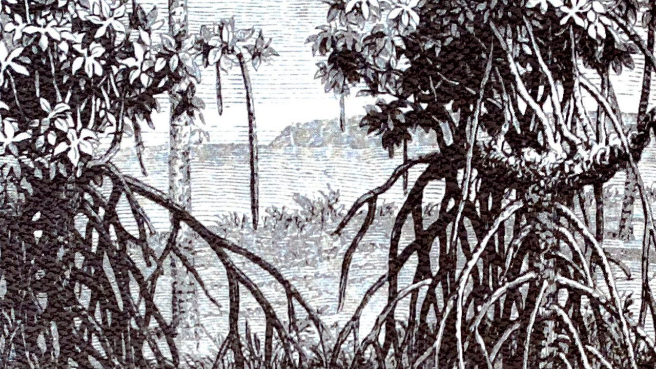 Norman Valencia y Claudia Montilla ganan premio por El manglar de la memoría. Ensayos críticos sobre la obra de Tomás González